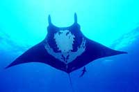 Puerto Vallarta Scuba Diving