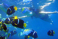 Puerto Vallarta Snorkeling