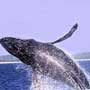 Things to do in Puerto Vallarta