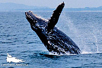 Whale Watching Tour Vallarta