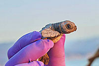 Puerto Vallarta Sea Turtles