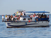 Puerto Vallarta Whale Watching