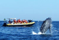 Zodiac Whales
