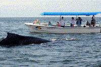 Whale Watching Excursion
