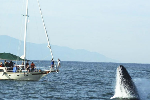 Puerto Vallarta Whale Watching tour