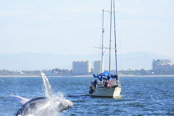 Whale Watching in Puerto Vallarta