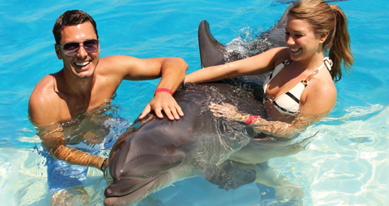 Private Swim with dolphin by Speed Boat and Subwing Game